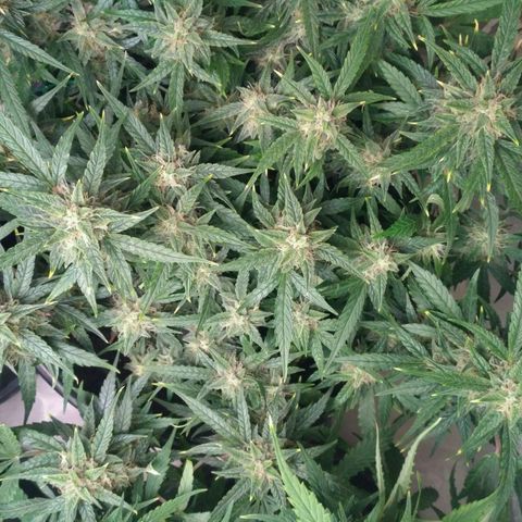 Tutankhamon growlog timeline photo