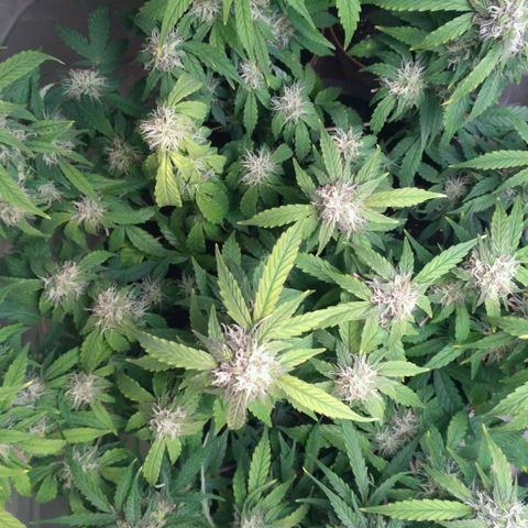 AK 47 Auto growlog timeline photo