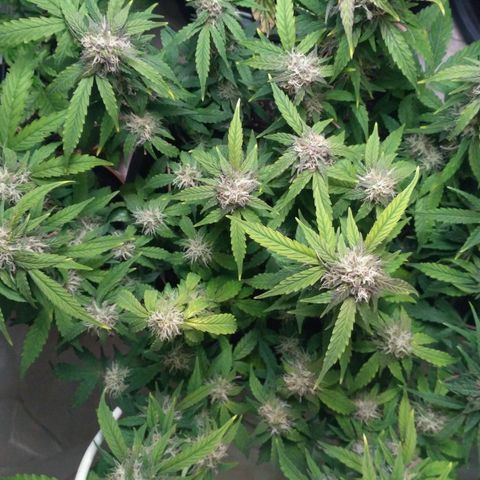 AK 47 Auto growlog timeline photo