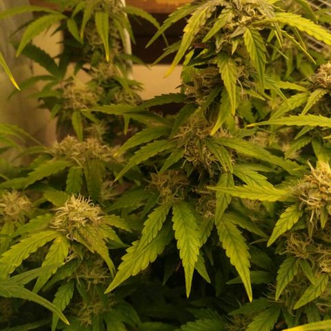 AK 47 Auto growlog timeline photo