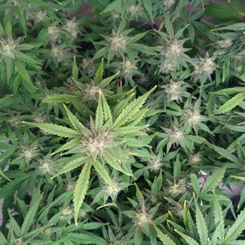 LSD growlog timeline photo