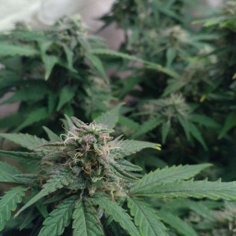 LSD growlog timeline photo