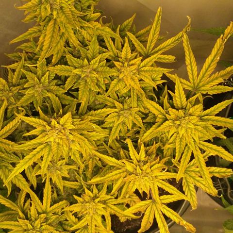 Satori growlog timeline photo