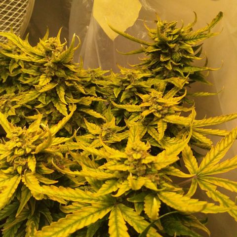 Satori growlog timeline photo