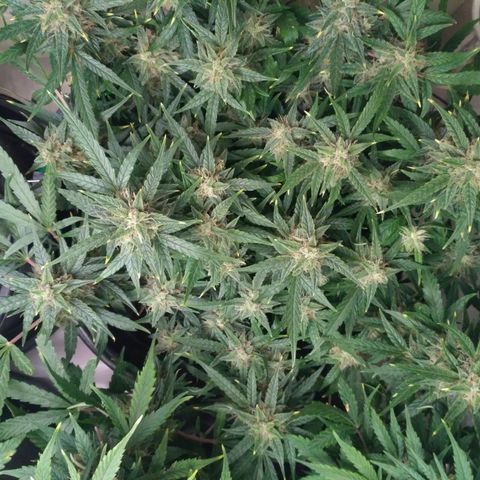 Tutankhamon growlog timeline photo