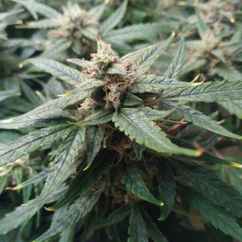 Tutankhamon growlog timeline photo