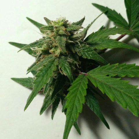 LSD growlog timeline photo