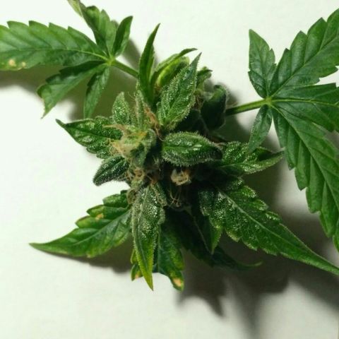 Satori growlog timeline photo