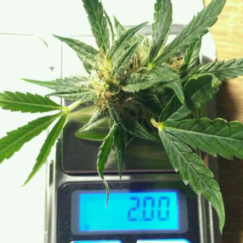 Tutankhamon growlog timeline photo