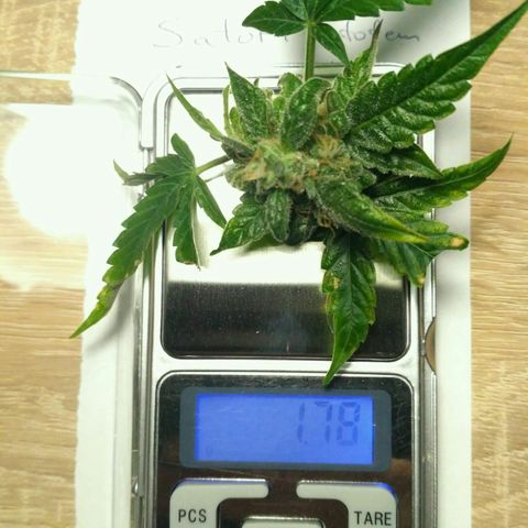 Satori growlog timeline photo