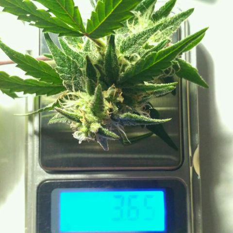 LSD growlog timeline photo