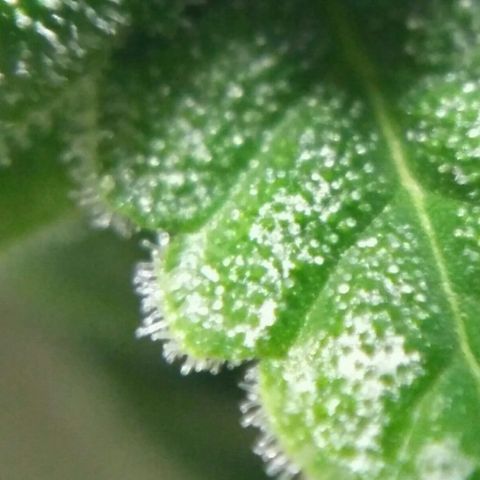 Satori growlog timeline photo