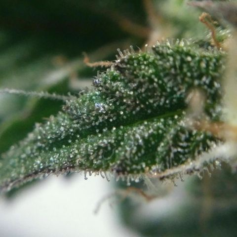 LSD growlog timeline photo