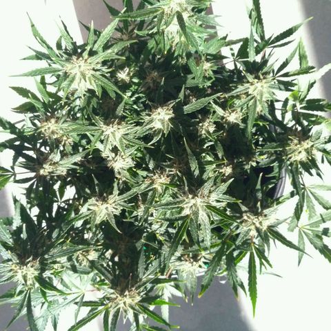 Tutankhamon growlog timeline photo