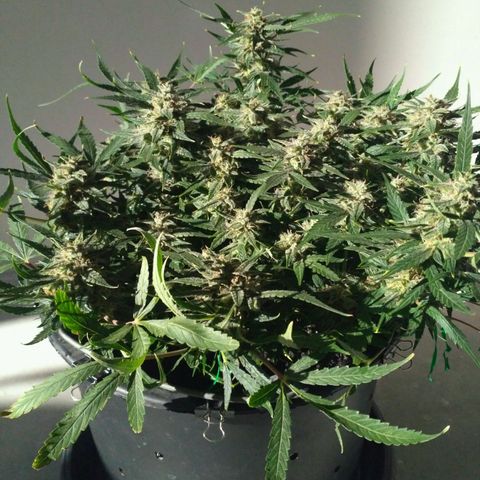 Tutankhamon growlog timeline photo