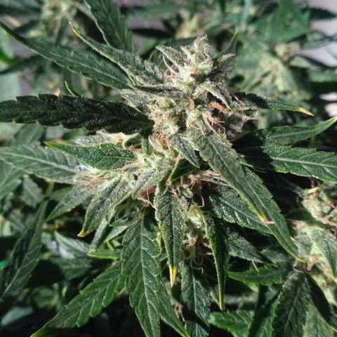 Tutankhamon growlog timeline photo