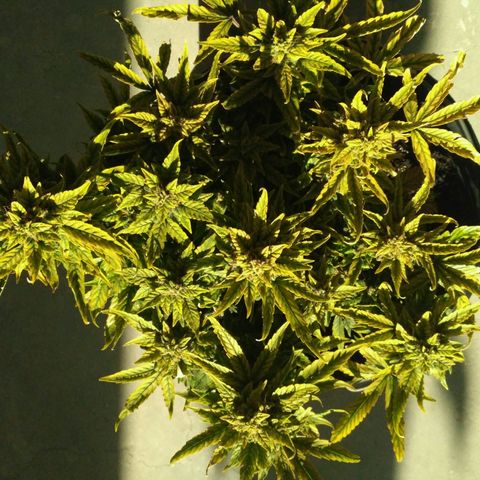 Satori growlog timeline photo