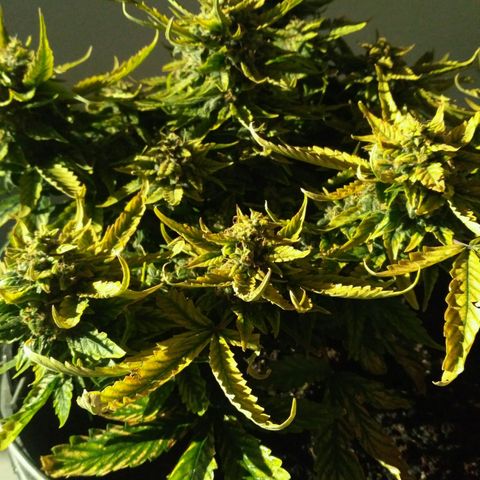 Satori growlog timeline photo