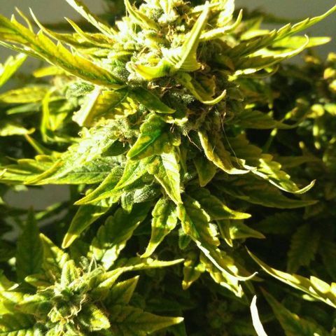 Satori growlog timeline photo