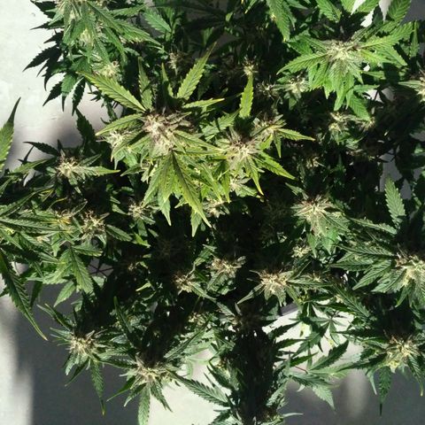 LSD growlog timeline photo
