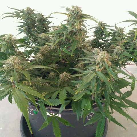 LSD growlog timeline photo