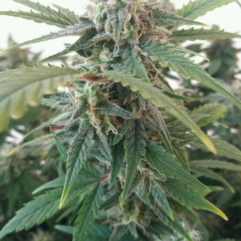 LSD growlog timeline photo