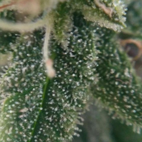LSD growlog timeline photo