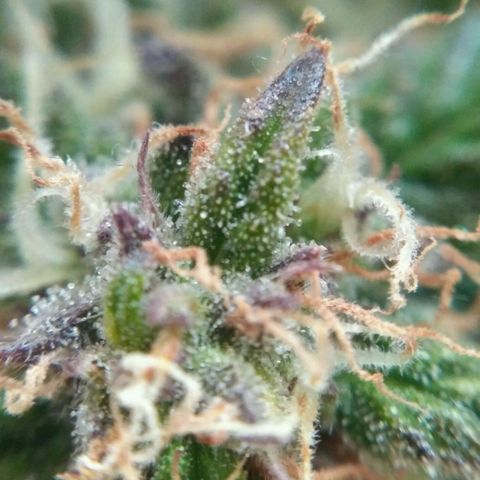 AK 47 Auto growlog timeline photo