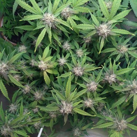 AK 47 Auto growlog timeline photo