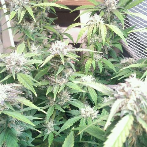 AK 47 Auto growlog timeline photo