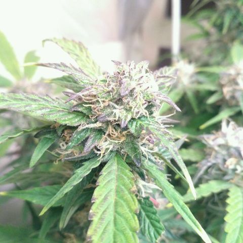 AK 47 Auto growlog timeline photo