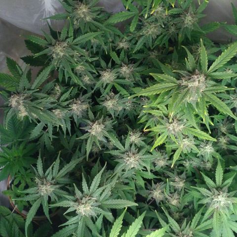 LSD growlog timeline photo