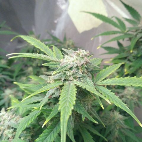 LSD growlog timeline photo