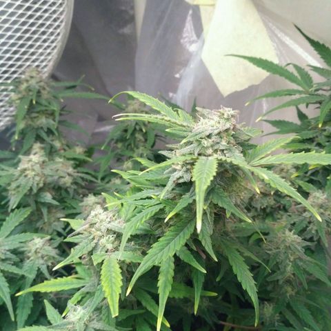 LSD growlog timeline photo