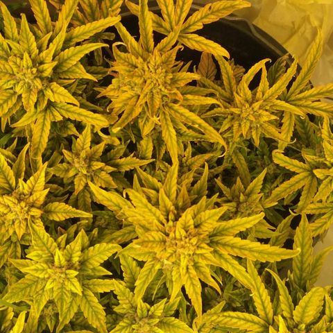Satori growlog timeline photo