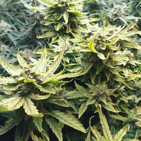 Satori growlog timeline photo