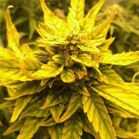 Satori growlog timeline photo