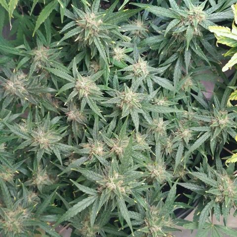 Tutankhamon growlog timeline photo