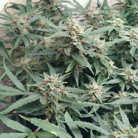 Tutankhamon growlog timeline photo