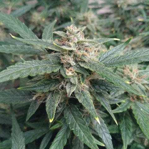 Tutankhamon growlog timeline photo