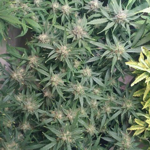 Tutankhamon growlog timeline photo