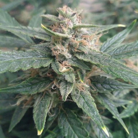 Tutankhamon growlog timeline photo