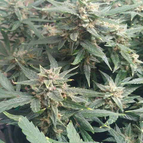 Tutankhamon growlog timeline photo