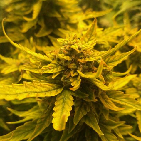 Satori growlog timeline photo