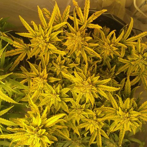 Satori growlog timeline photo