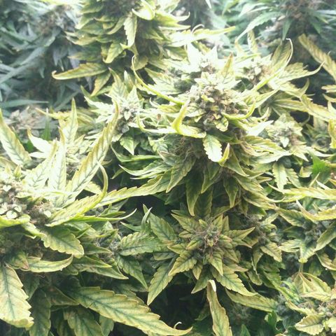 Satori growlog timeline photo