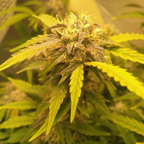 AK 47 Auto growlog timeline photo