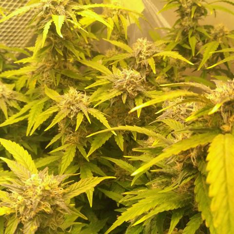 AK 47 Auto growlog timeline photo