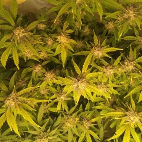 AK 47 Auto growlog timeline photo