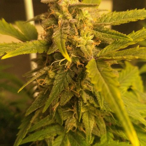 LSD growlog timeline photo